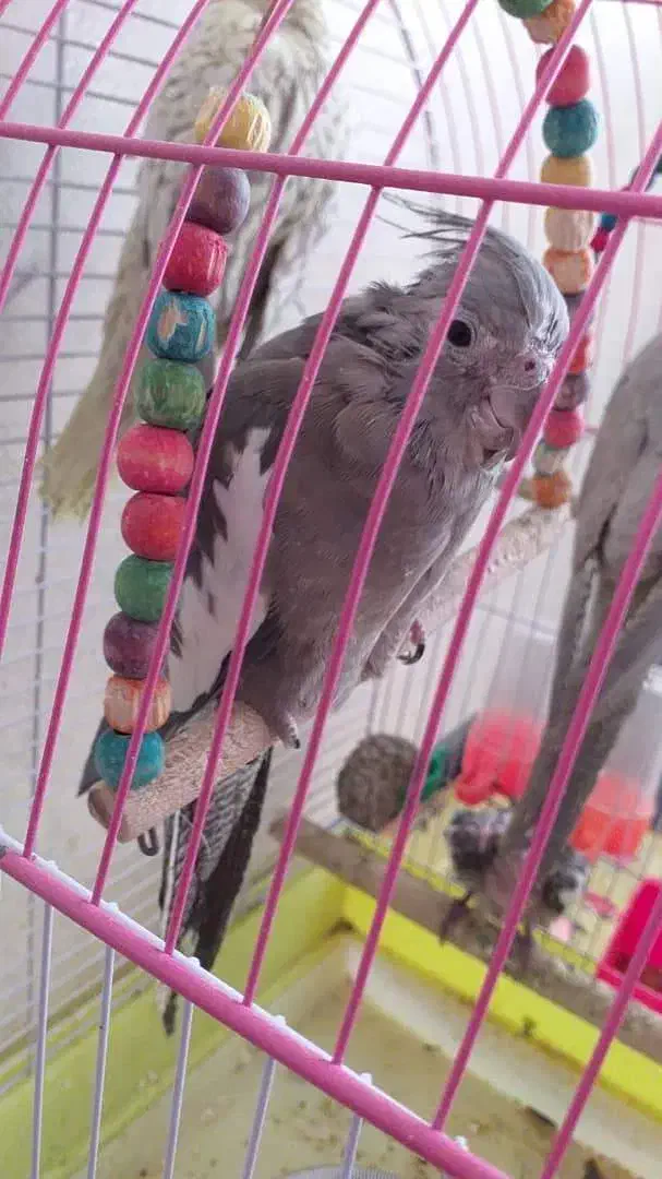 عروس هلندی|پرنده|فلاورجان, |دیوار