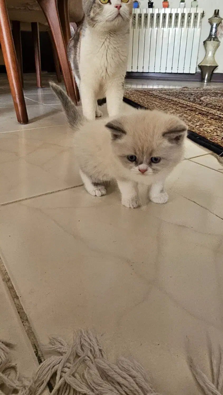 بچه گربه‌های اسکاتیش فولد اصیل آماده|گربه|کرمان, |دیوار