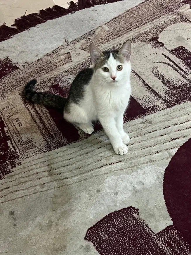 واگذاری گربه|گربه|یزد, |دیوار