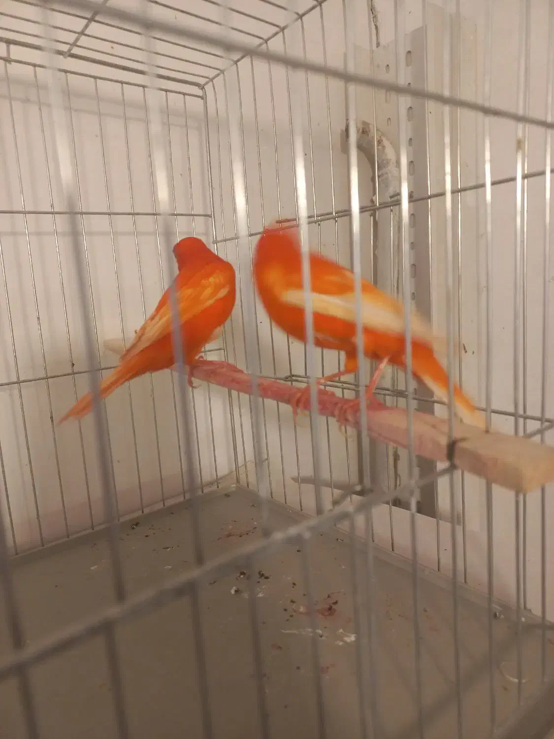 یک جفت قناری رد فاکتور سرخ اورجینال|پرنده|هشتگرد, فاز ۷ مهستان|دیوار