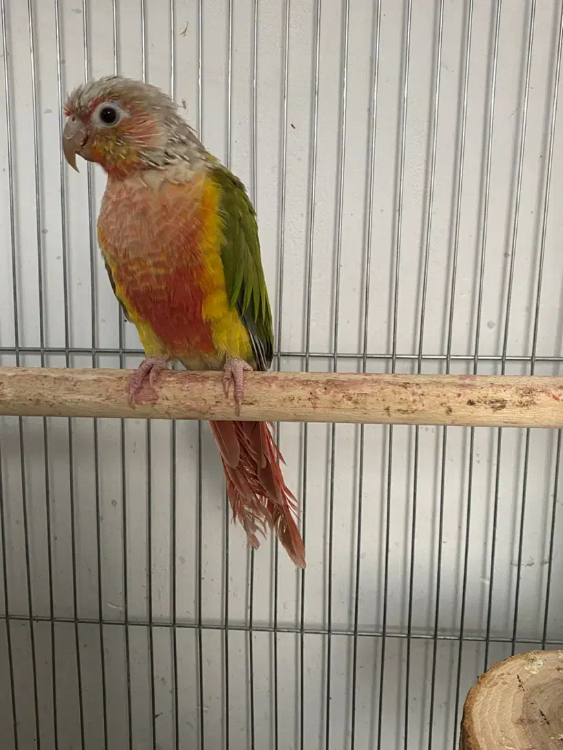 گیرینچیک آناناسی نر|پرنده|دماوند, گیلاوند|دیوار