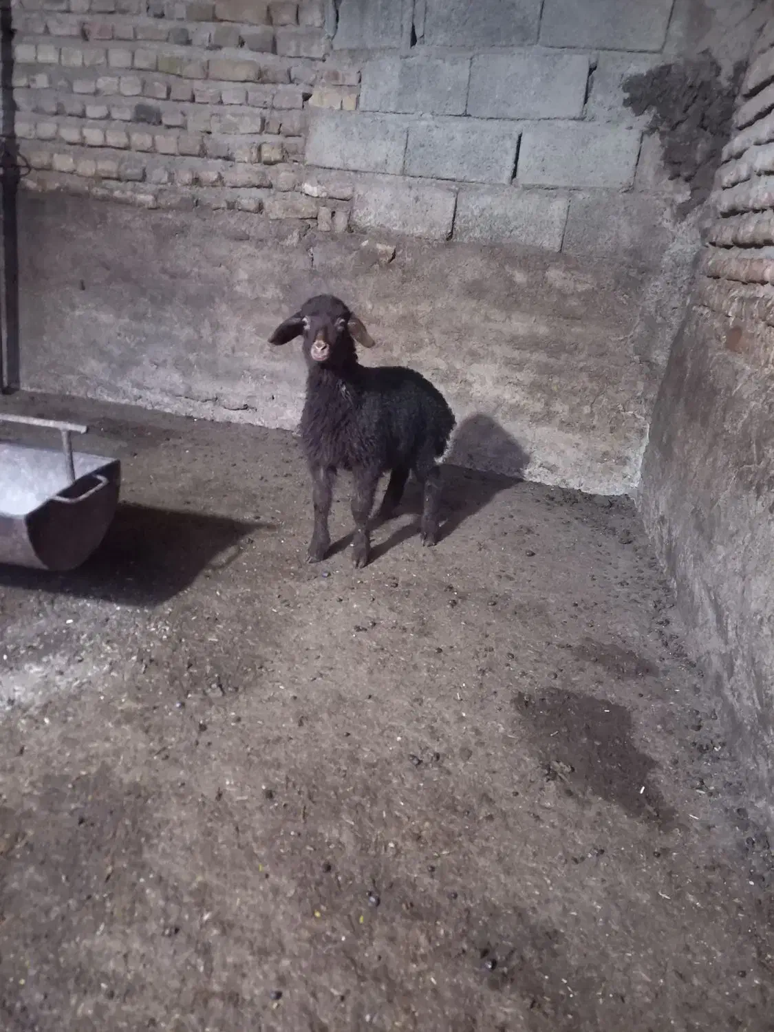 بره ماده خوراکی|حیوانات مزرعه|آزادشهر, |دیوار