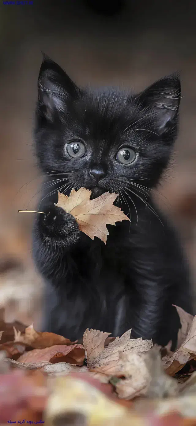 بچه گربه پیدا شده جمهوری|حیوانات|زاهدان, |دیوار