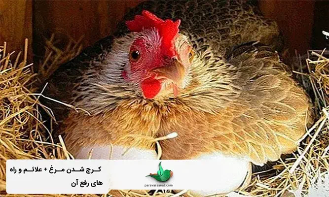 تخم از شما جوجه از ما|حیوانات مزرعه|برازجان, |دیوار