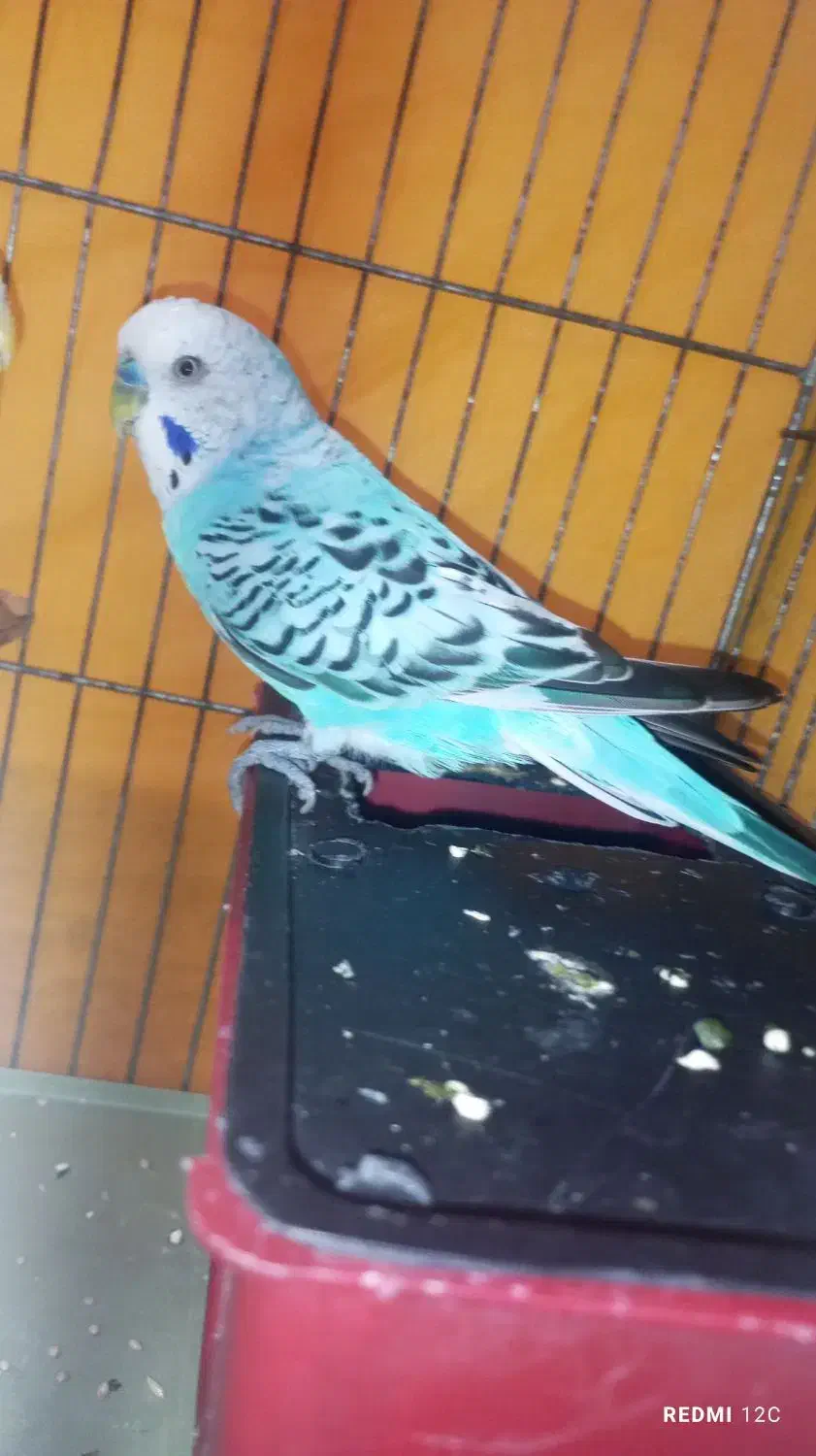 یه عدد مرغ عشق نر مولد مست به شرط|پرنده|قدس, شهر‌قدس|دیوار