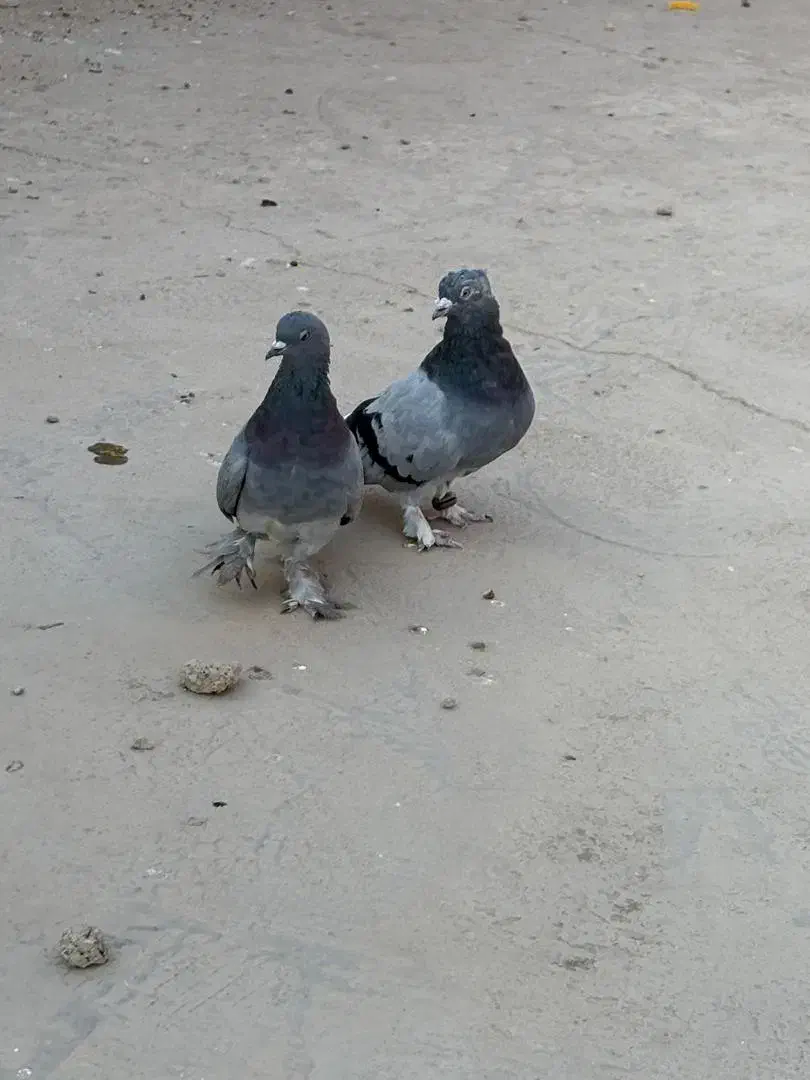 سبز دم سفید|پرنده|بهبهان, |دیوار