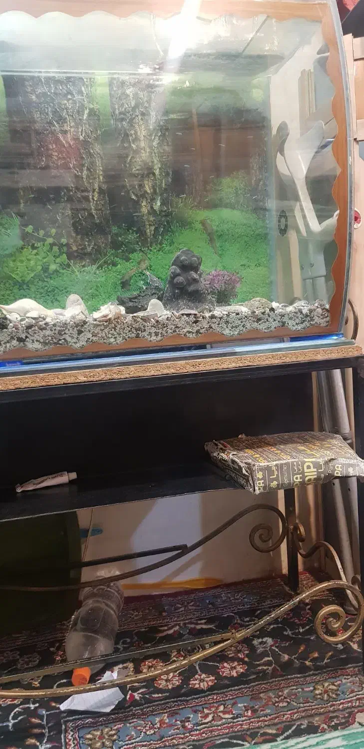 آکواریوم با زیری آهنی فرفوژه با امکانات کامل|ماهی|شهرکرد, |دیوار