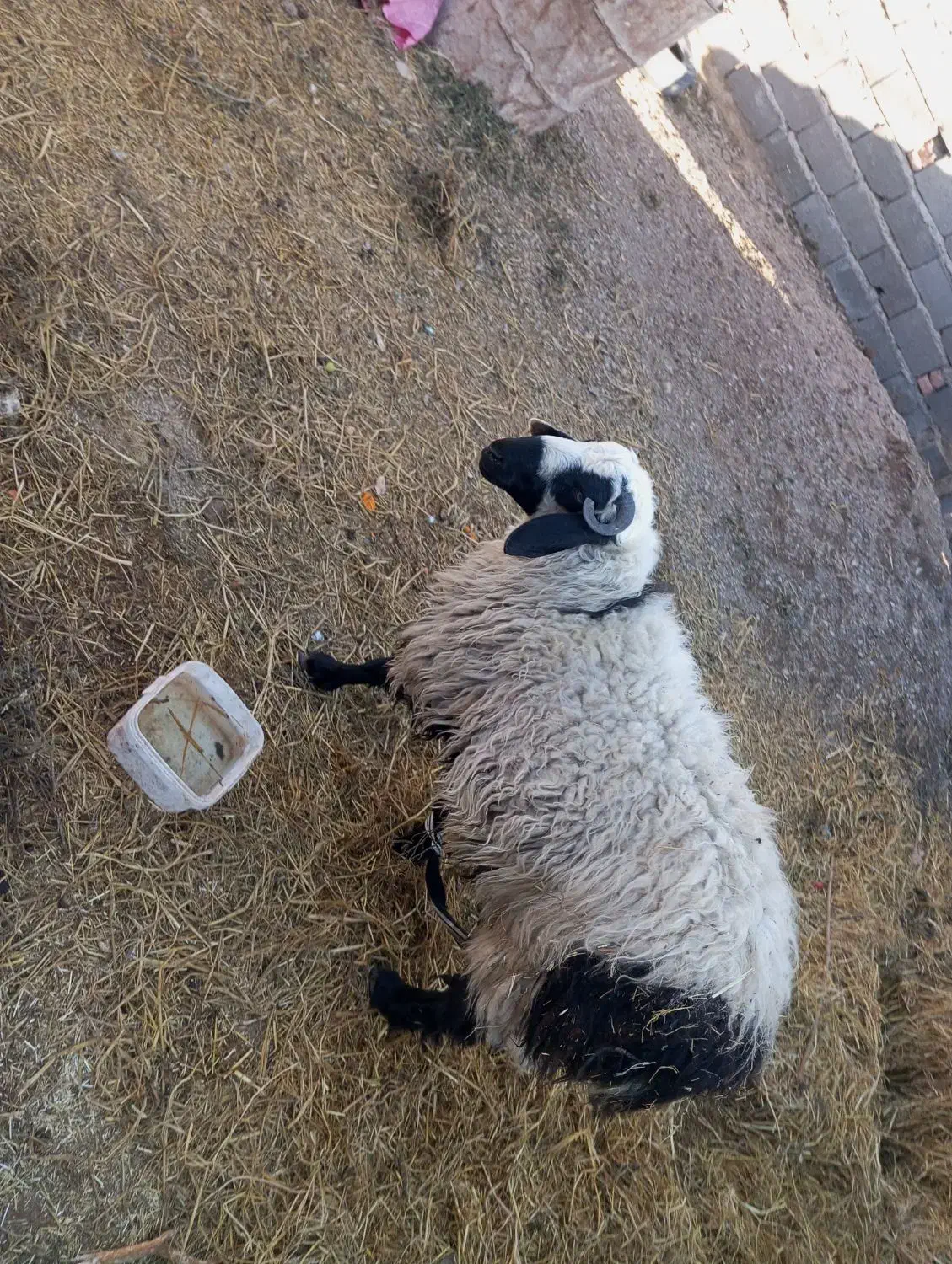 بره نر|حیوانات مزرعه|درمیان, |دیوار