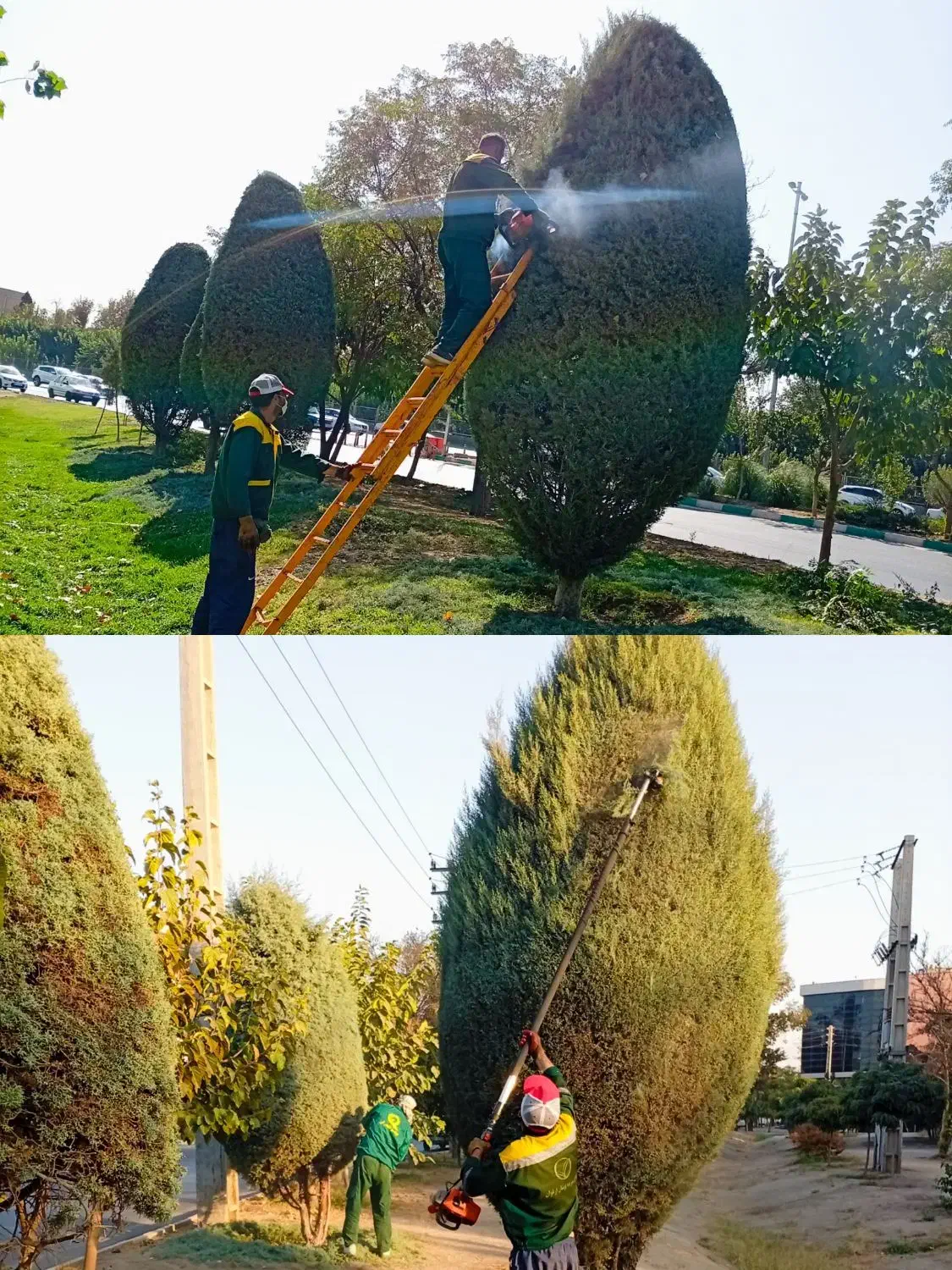 فصل بیل زنی فرم دهی گیاهان زینتی|خدمات باغبانی و درختکاری|کرج, گلشهر|دیوار