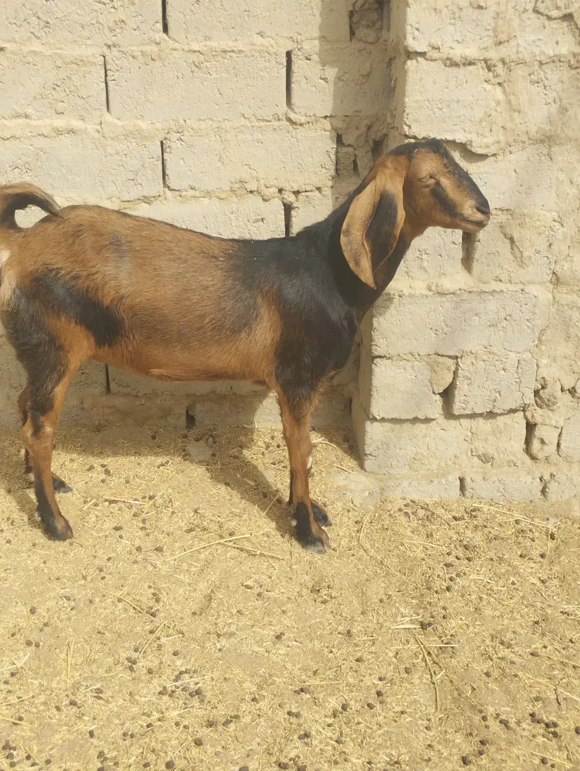 بز مری|حیوانات مزرعه|زهک, |دیوار