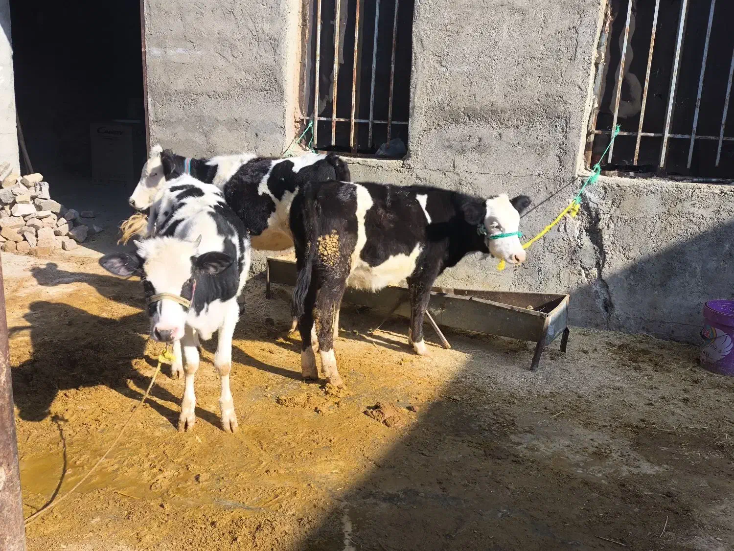 سه راس گوسال سیمینتال|حیوانات مزرعه|بیستون, |دیوار