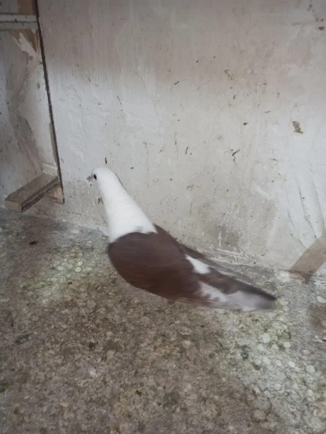 کلاغ سرخ|پرنده|مشهد, نیزه|دیوار