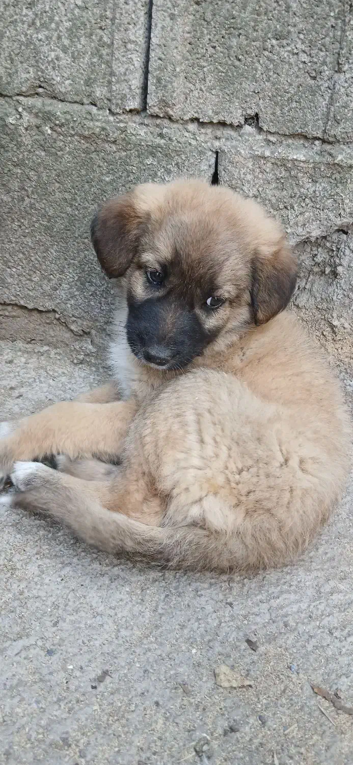 سگ گله ای نژاد سرابی|سگ|سرخرود, |دیوار