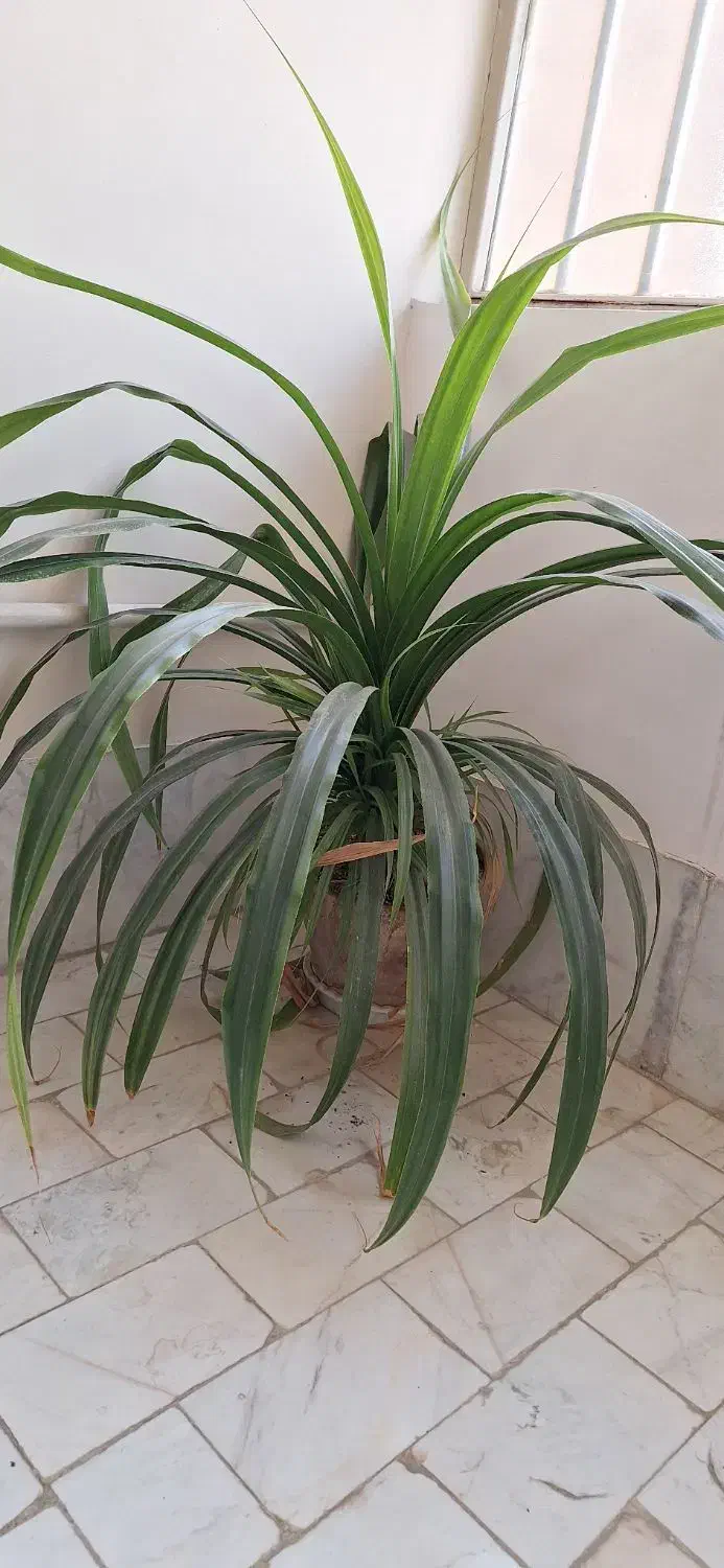 گل پاندانوس|گل و گیاه طبیعی|ورامین, ورامین|دیوار