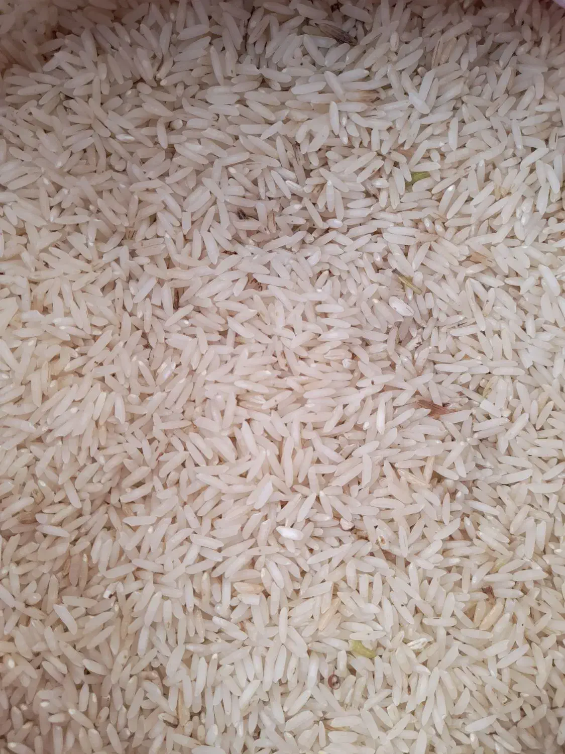 شاه برنج طارم|خوردنی و آشامیدنی|کوچصفهان, |دیوار