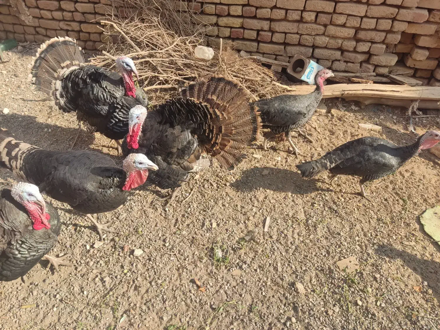 بوقلمون|حیوانات مزرعه|آران و بیدگل, |دیوار