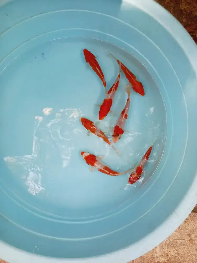 انواع ماهی کوی در بالاترین کیفیت|ماهی|تهران, آذربایجان|دیوار