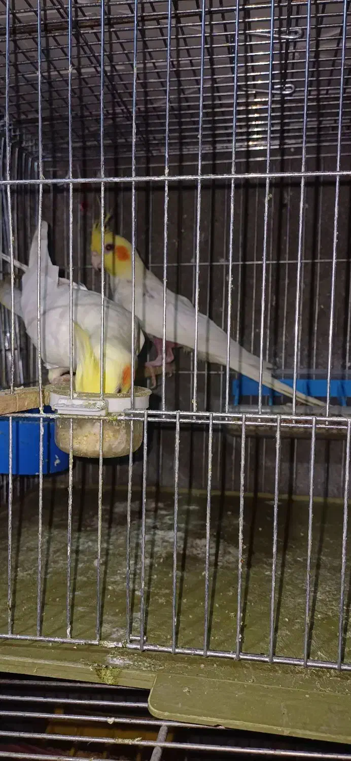 عروس بادو جوجه|پرنده|یامچی, |دیوار