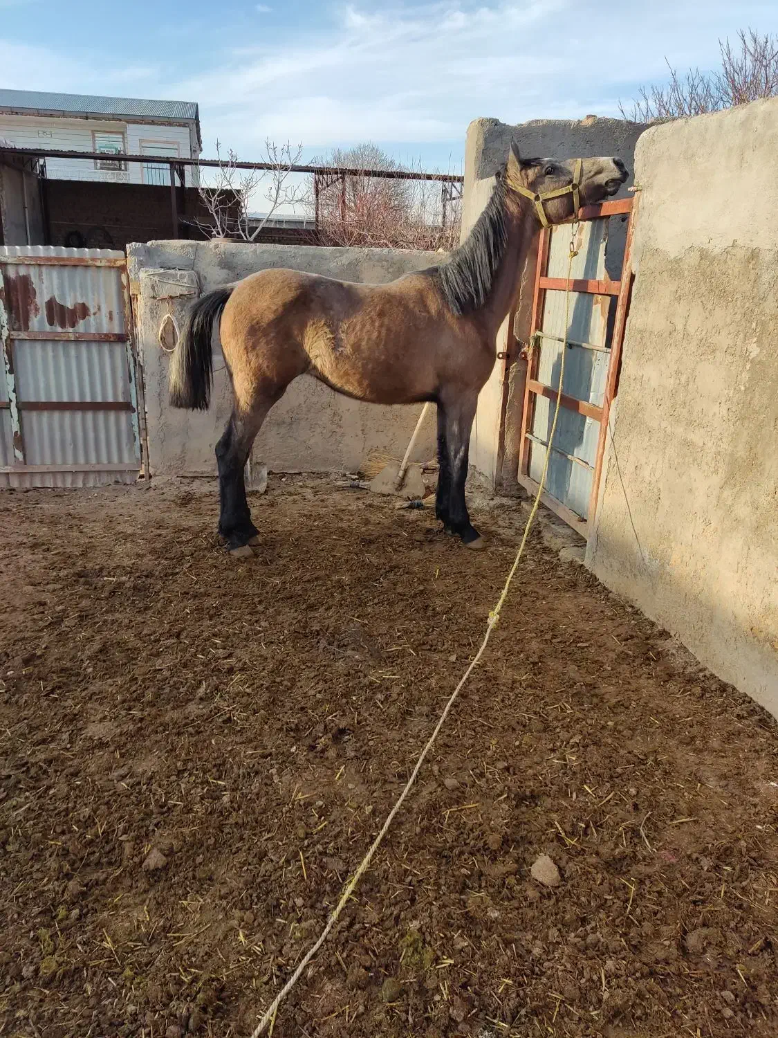 اسب مادیان|اسب و تجهیزات اسب‌سواری|قزوین, |دیوار