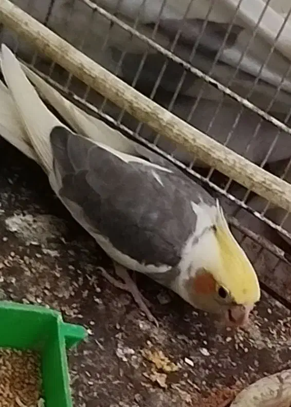 عروس هلندی نر|پرنده|تربتحیدریه, کاشانی|دیوار