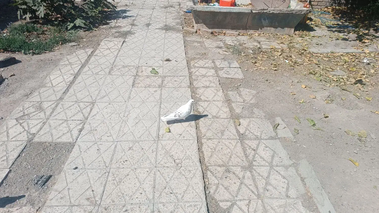 فروش کبوتر|پرنده|گلپایگان, |دیوار