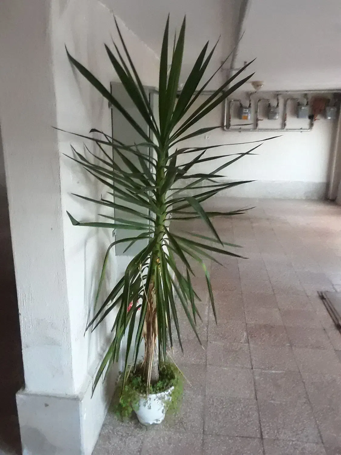 گل وگلدان|گل و گیاه طبیعی|نمین, |دیوار