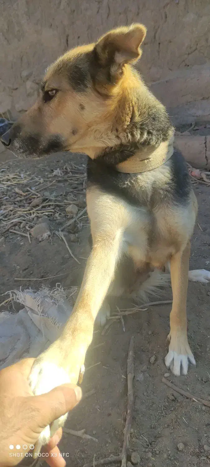 سگ ژرمن ماده|سگ|شاهرود, |دیوار