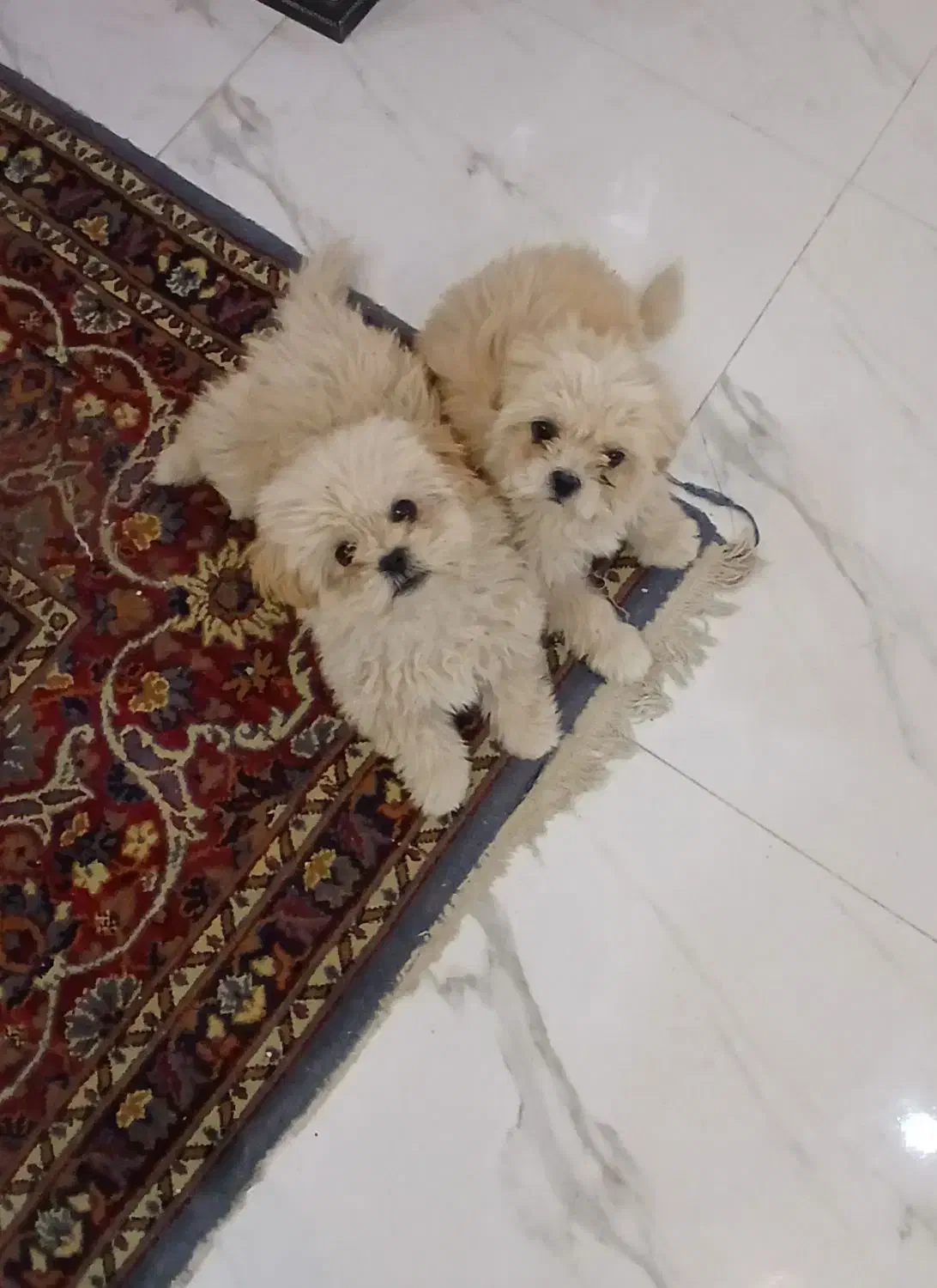 سگ شیتزو|سگ|اراک, |دیوار