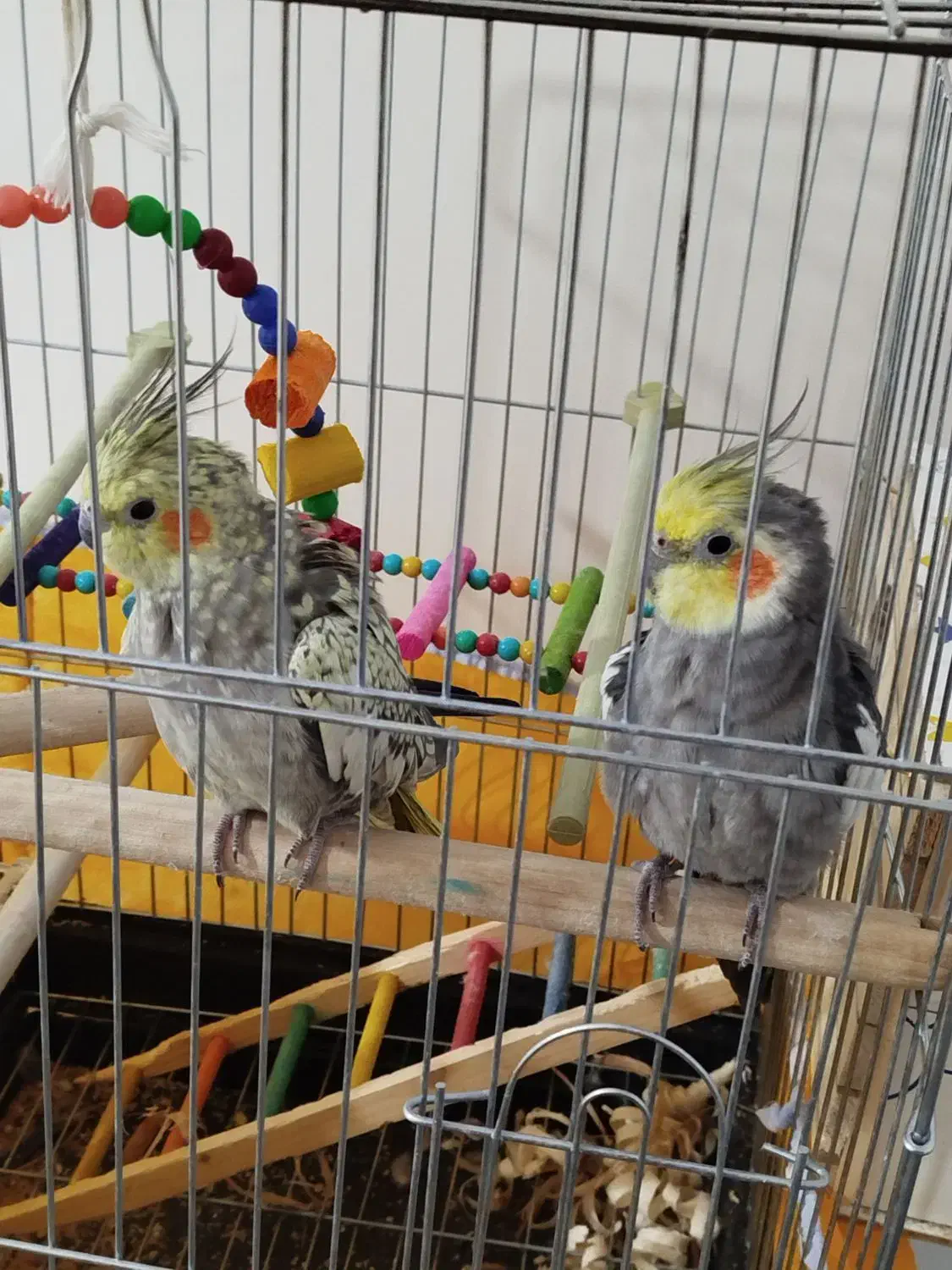 عروس هلندی|پرنده|پیرانشهر, |دیوار