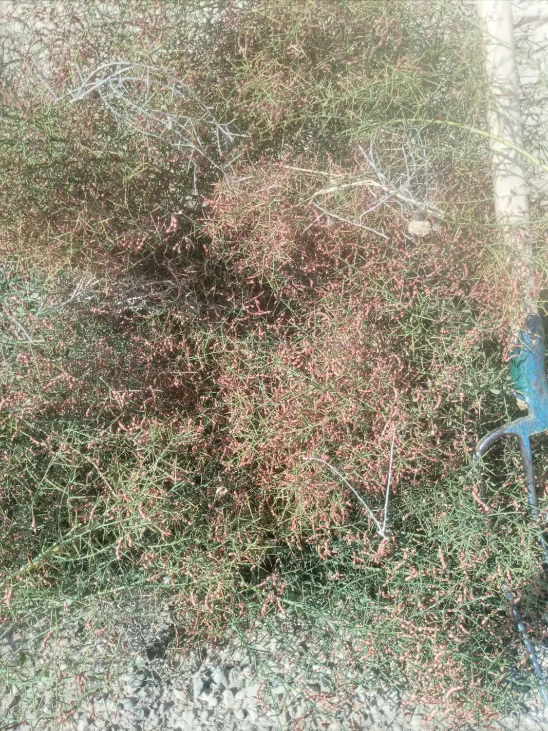 خارشتوری|لوازم جانبی حیوانات|مرزداران, |دیوار