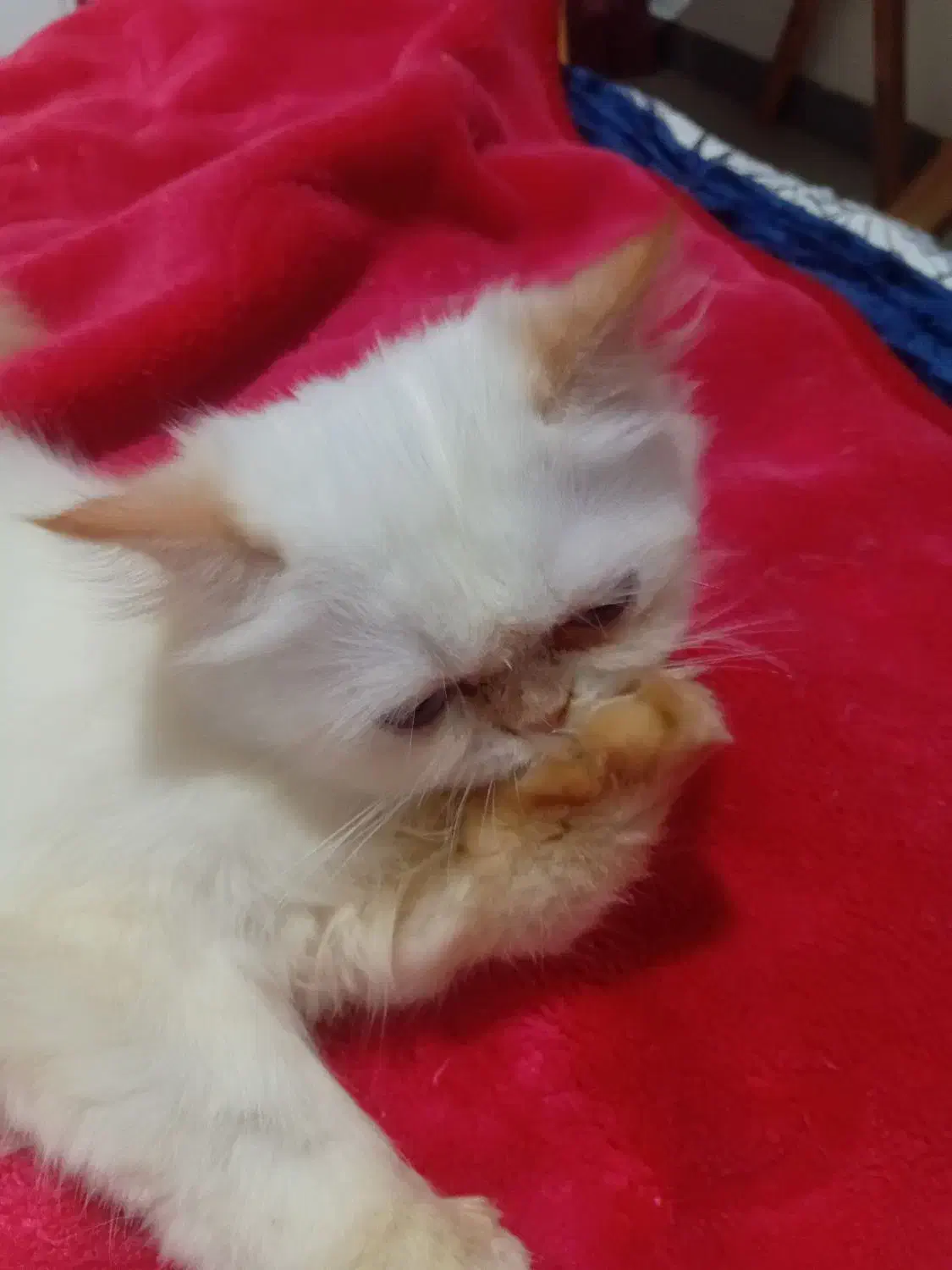 بچه گربه هیمالین|گربه|ساری, |دیوار