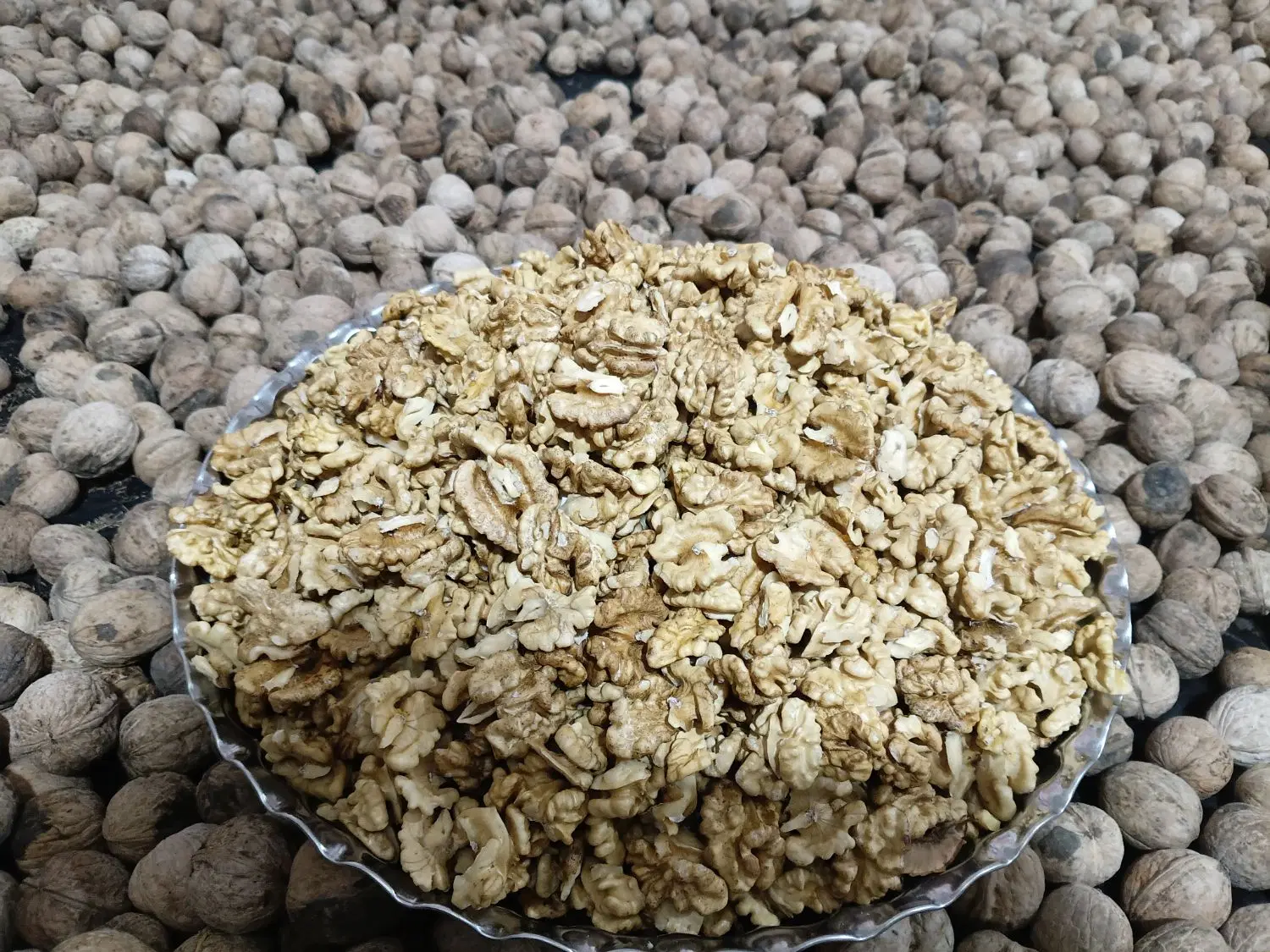 گردو|خدمات باغبانی و درختکاری|پردیس, فاز ۲|دیوار