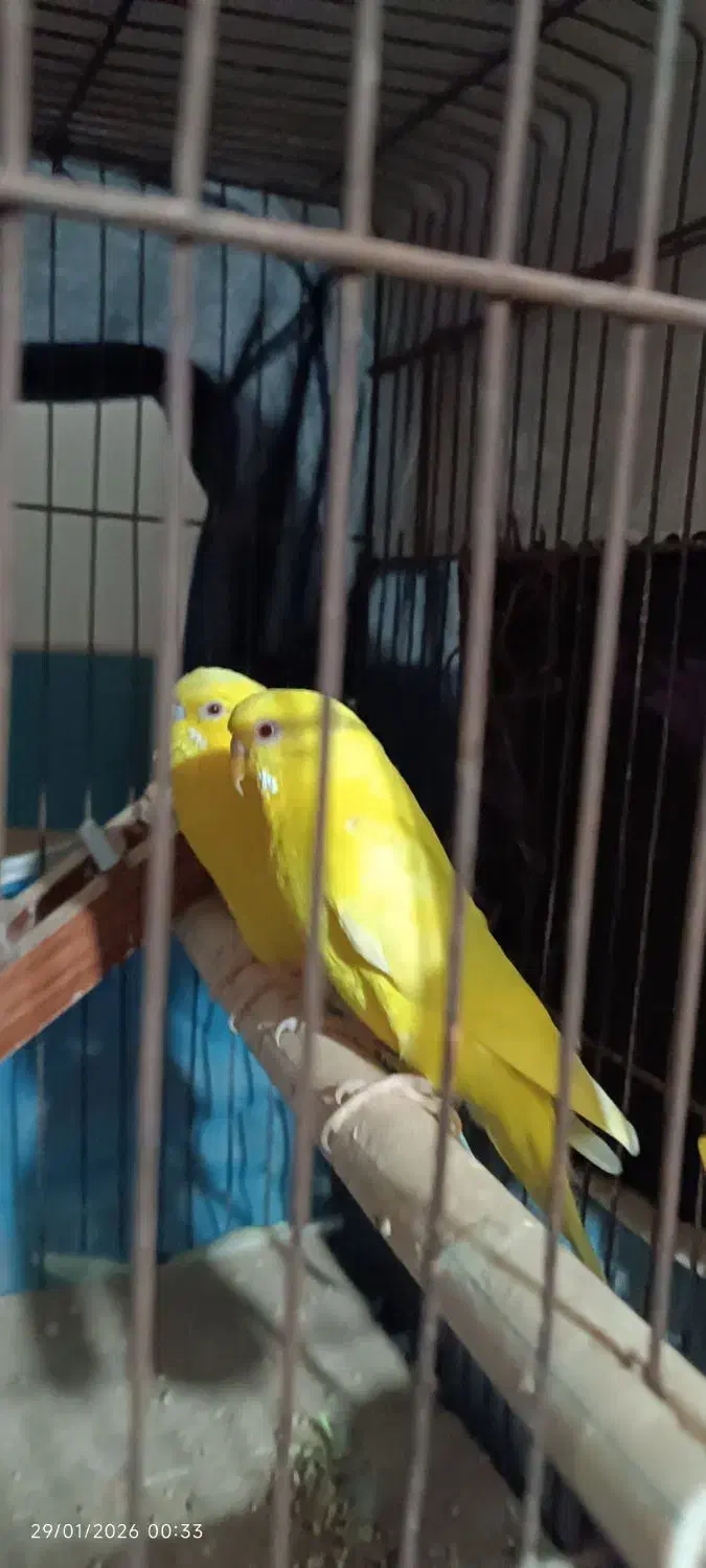 مرغ عشق|پرنده|خرمشهر, |دیوار