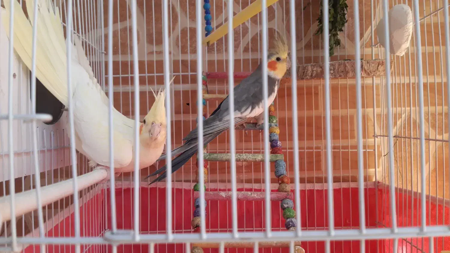 فروش پرنده|پرنده|پیر بکران, |دیوار