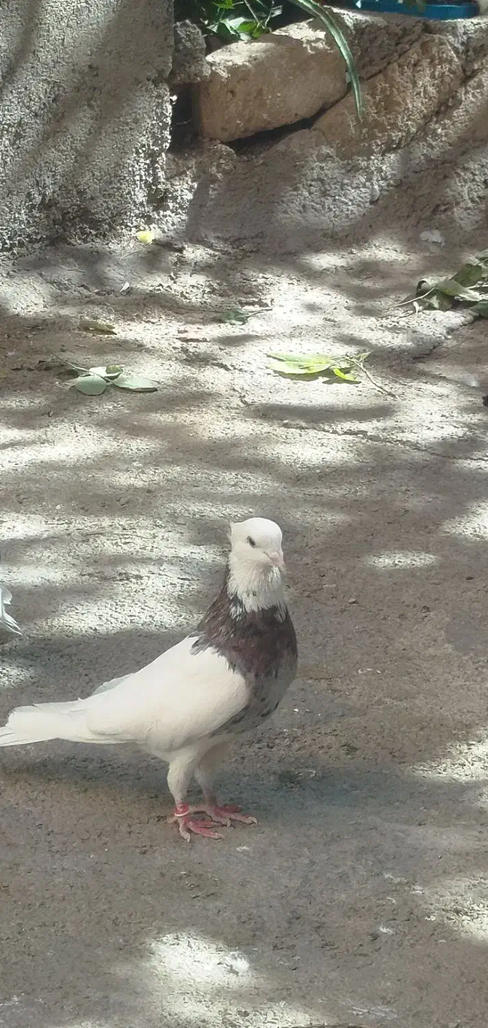 کفتر|حیوانات|ری, بازار آهن|دیوار