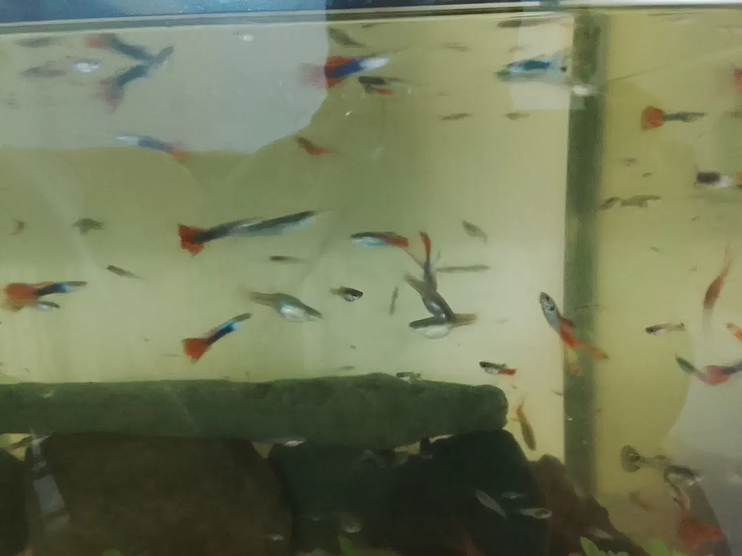 ماهی گوپی|ماهی|فردیس, فردیس|دیوار