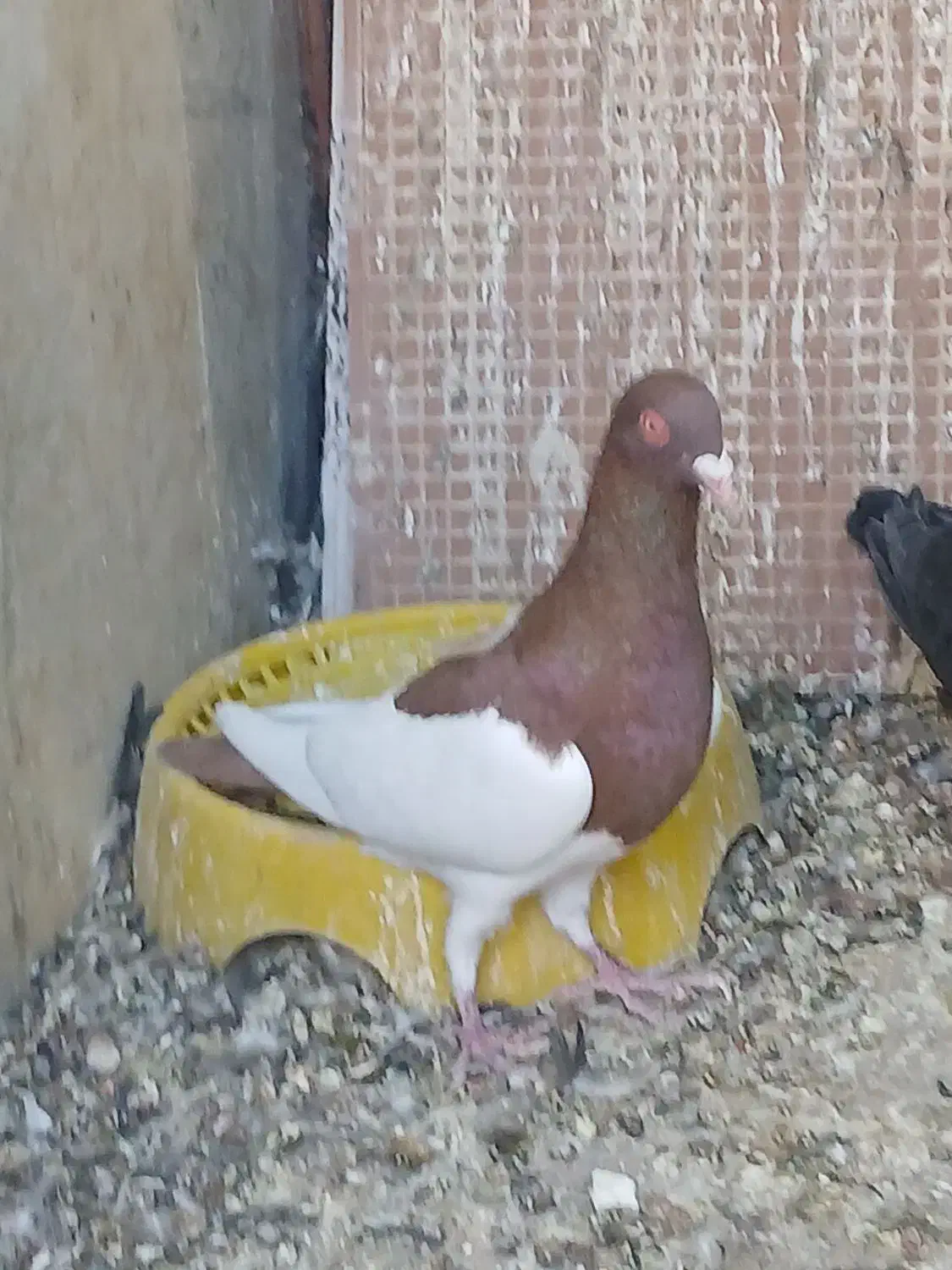 کفتر|پرنده|حاجی آباد, |دیوار