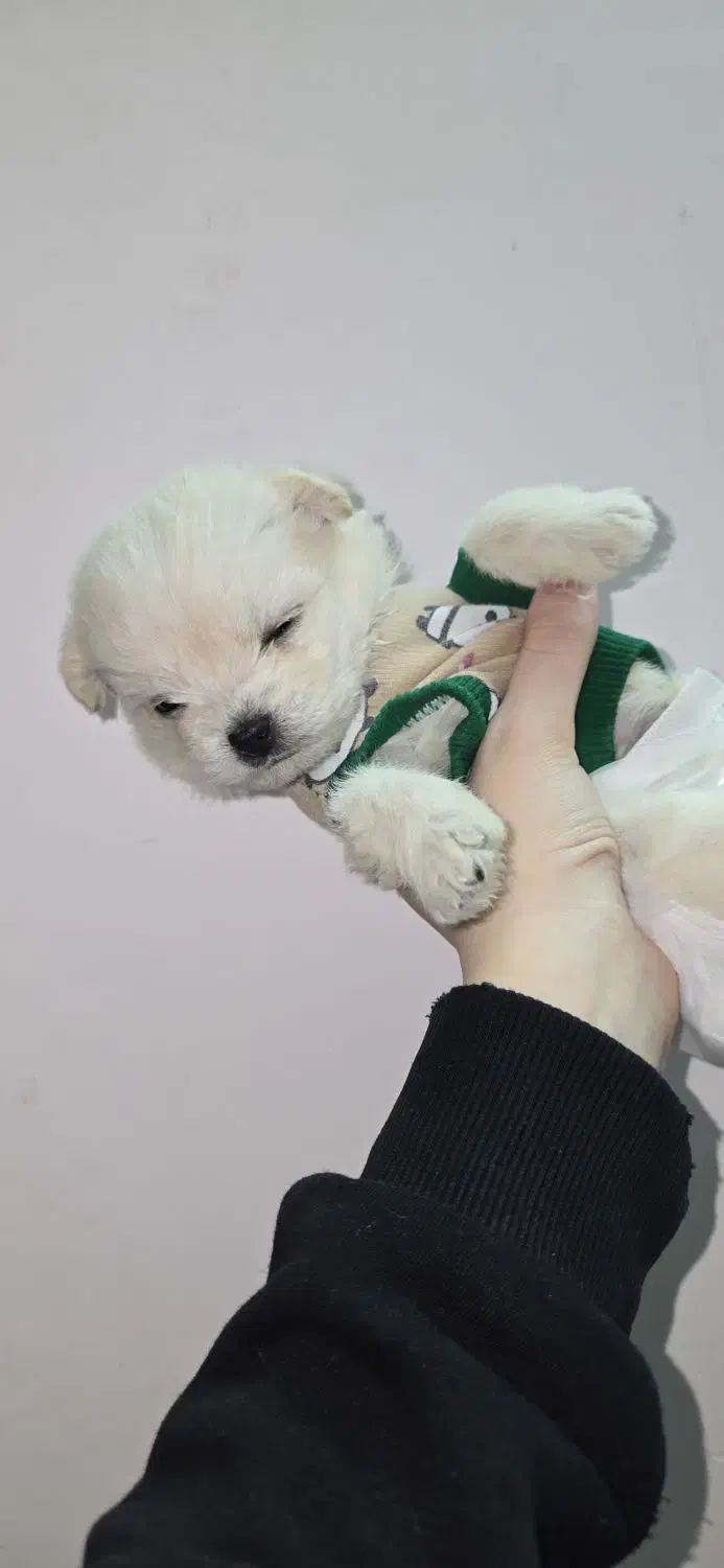 سگ پودل|سگ|رزن, |دیوار