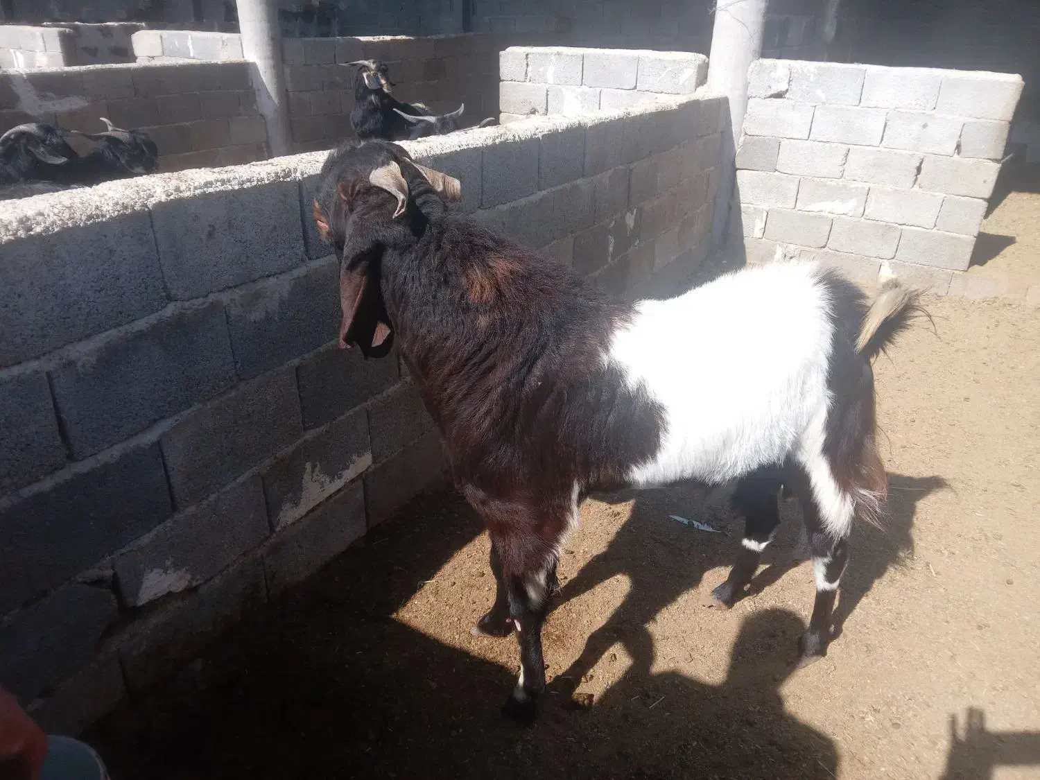 پازن گلابی ۲ ساله|حیوانات مزرعه|سیدان, |دیوار