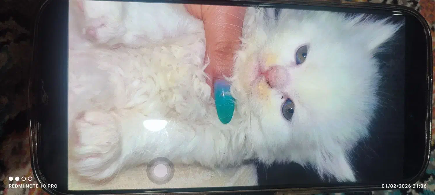 گربه پرشین|گربه|گنبد کاووس, |دیوار