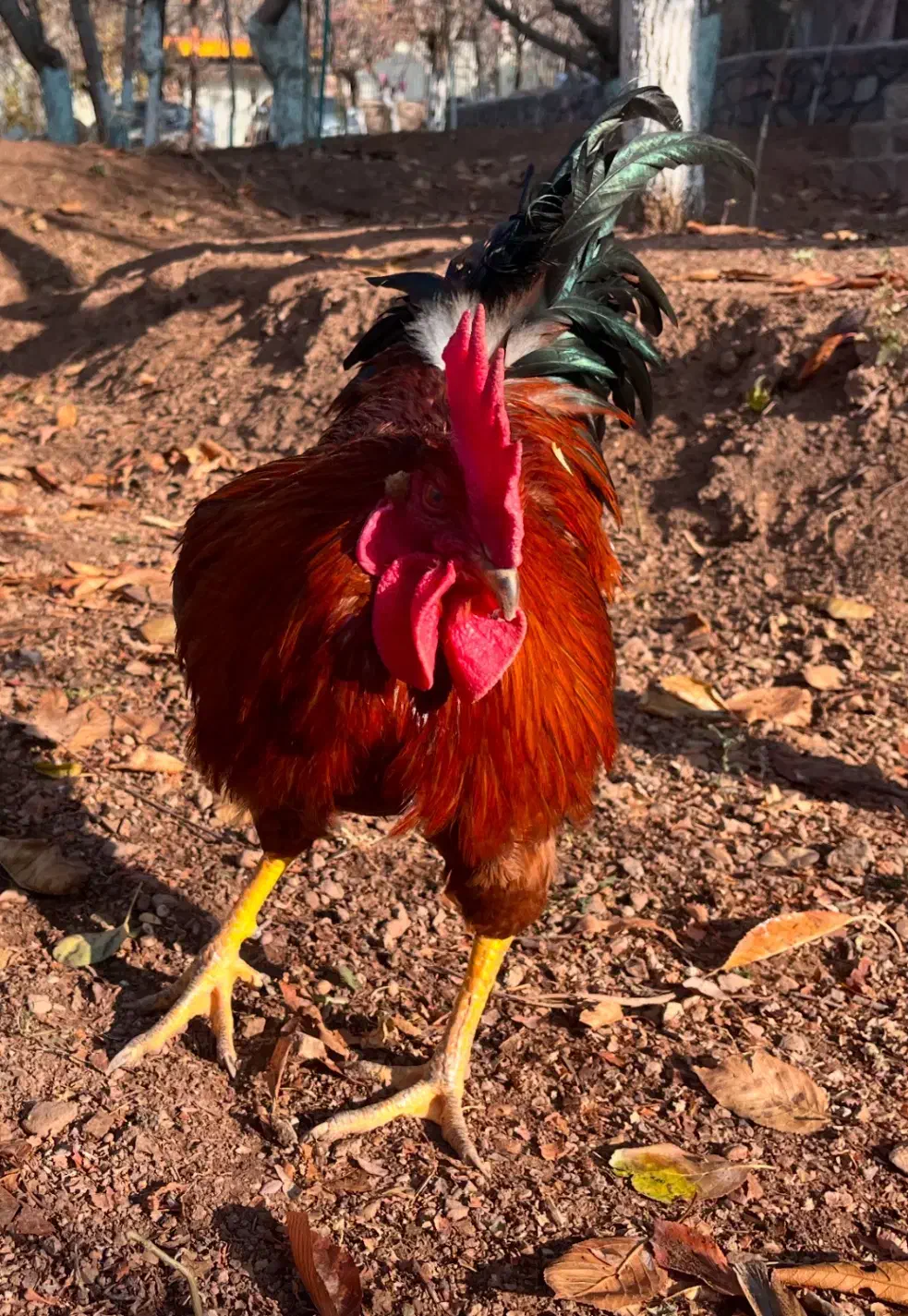 خروس محلی|حیوانات مزرعه|فشم, |دیوار