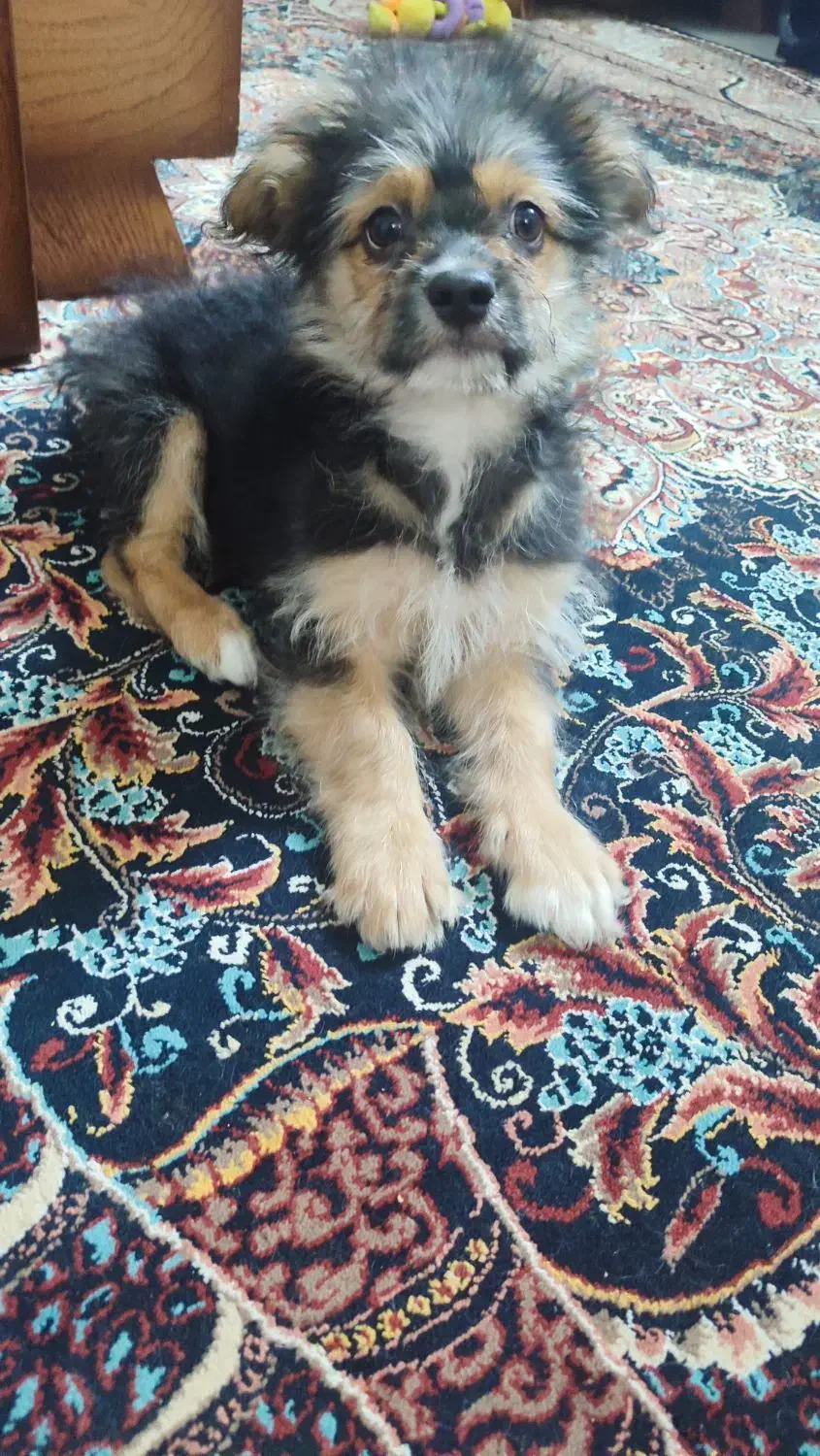 اشپیتز شیتزو|سگ|مشهد, ابوذر|دیوار