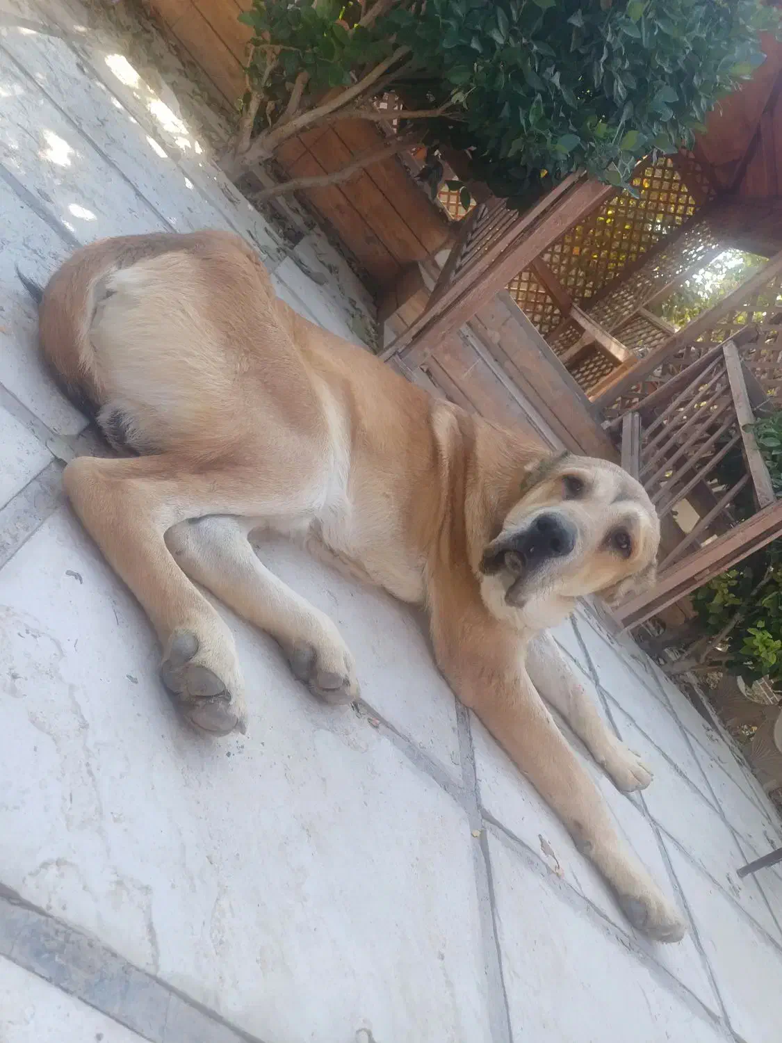 سگ سراب کانگال خالص|سگ|شاهدشهر, |دیوار