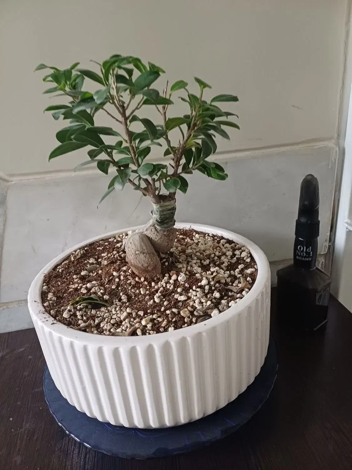 گل طبیعی بنسای|گل و گیاه طبیعی|تهران, سازمان برنامه شمالی|دیوار