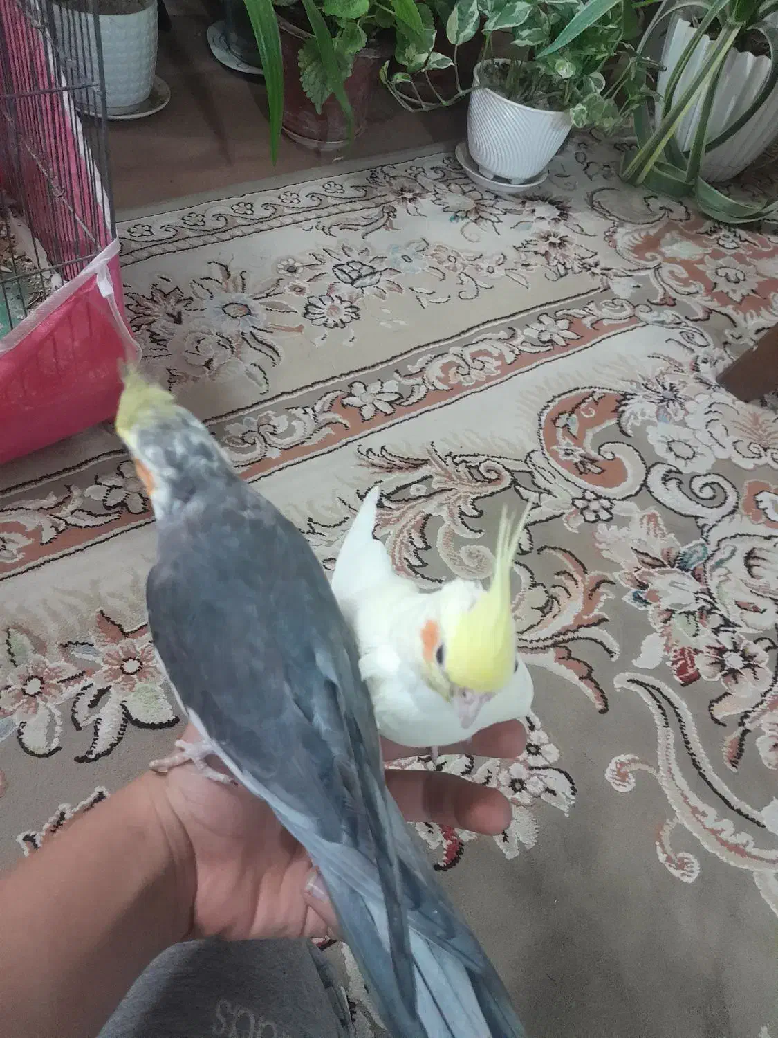 جفت عروس هلندی|پرنده|خمینیشهر, |دیوار