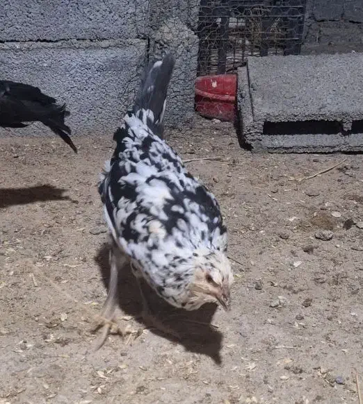 مرغ وخروس گلن و محلی تخم گذار|حیوانات مزرعه|سنندج, |دیوار