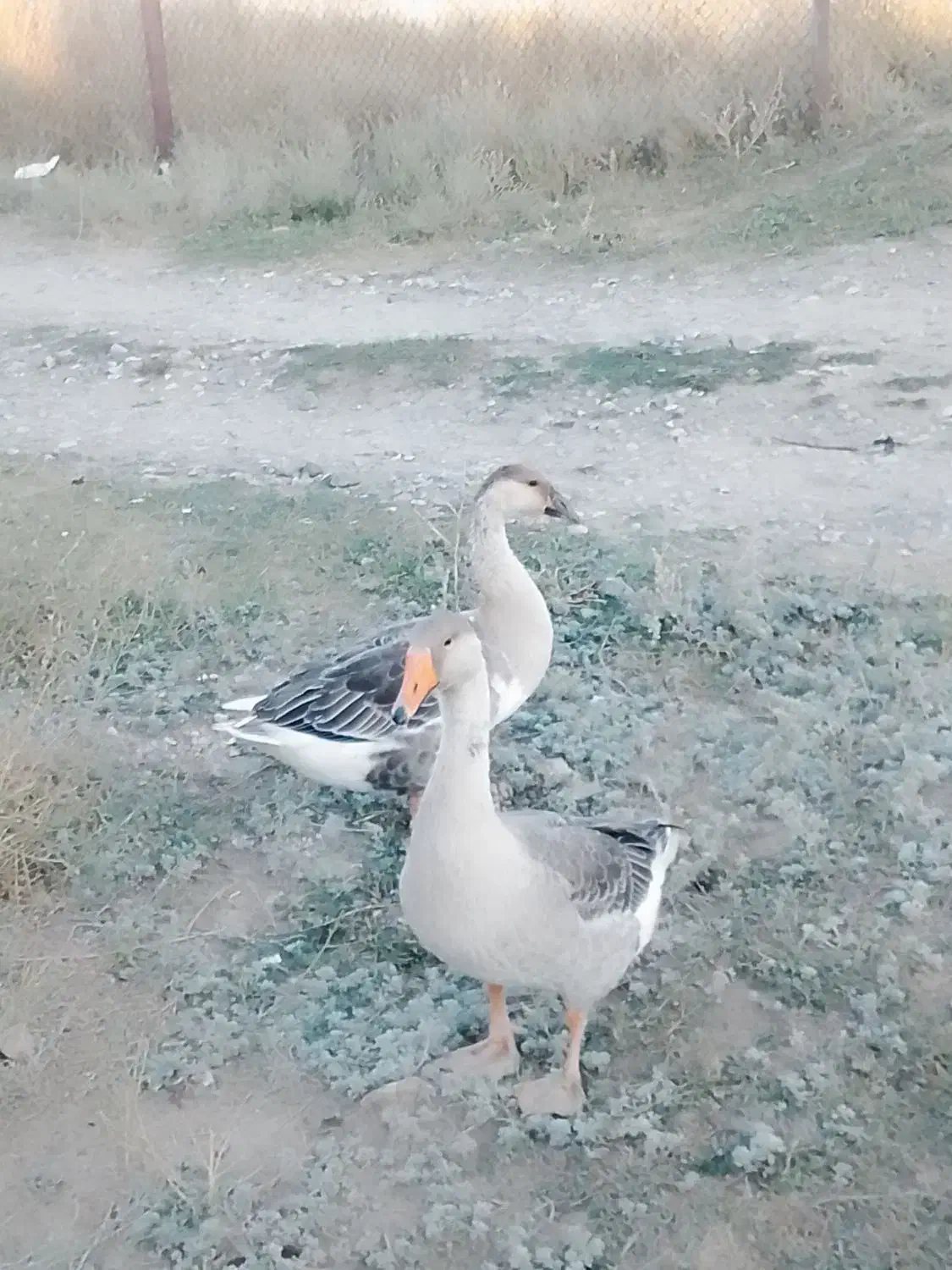 غاز و بوقلمون فروشی|حیوانات مزرعه|چالدران, |دیوار