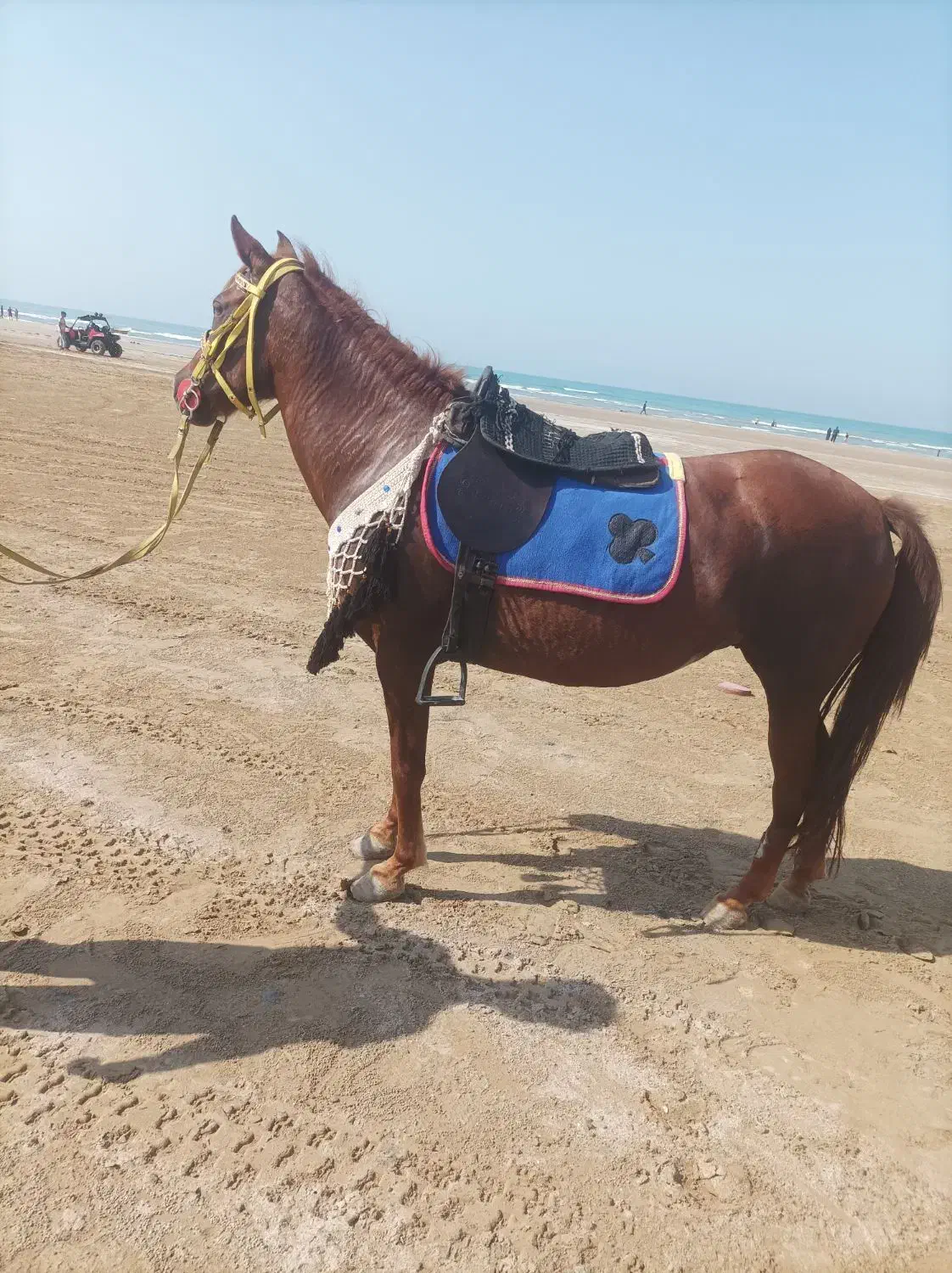 مادیون|اسب و تجهیزات اسب‌سواری|بندر گناوه, |دیوار