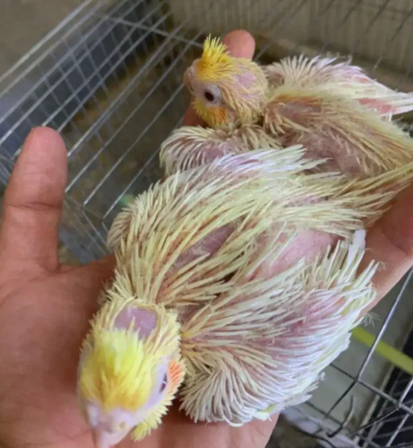 جوجه عروس هلندی سرلاکی از۱روزتا۴۵روزدررنگای مختلف|پرنده|آبیک, |دیوار