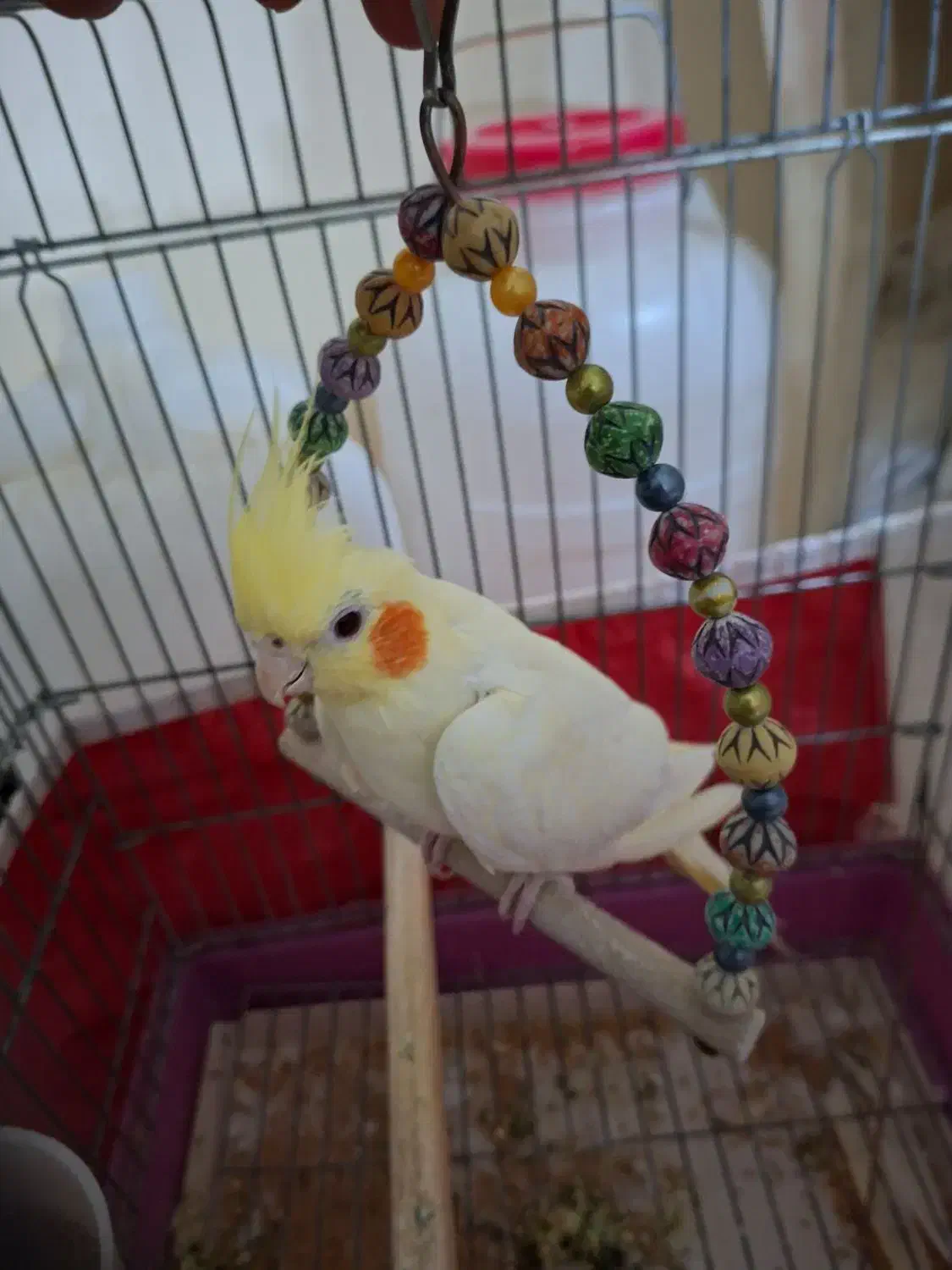 عروس هلندی لوتینو|پرنده|شیراز, دکتر حسابی|دیوار